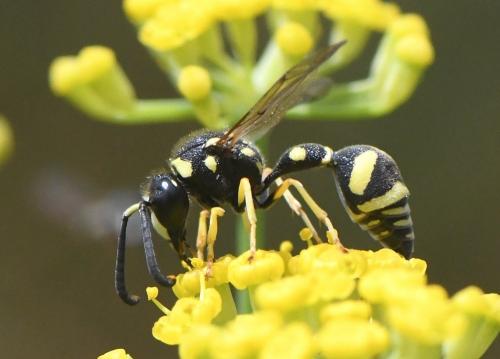 Eumenes sp.